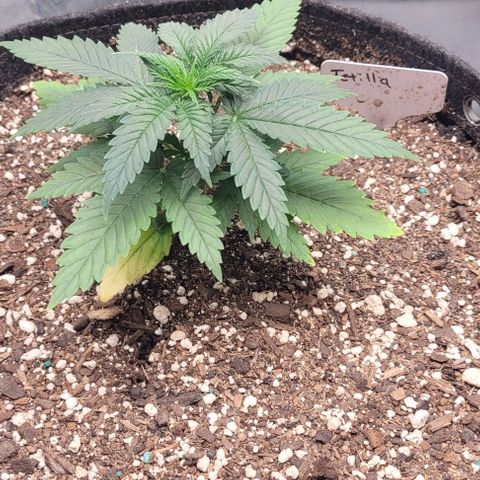 Tetilla growlog timeline photo