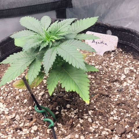 Saint Agatha  growlog timeline photo