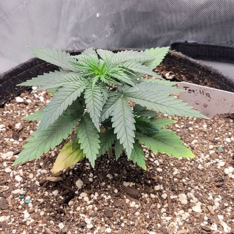 Tetilla growlog timeline photo