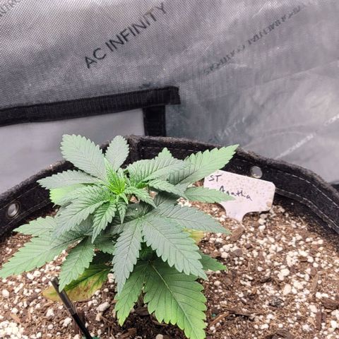 Saint Agatha  growlog timeline photo