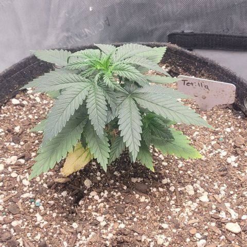 Tetilla growlog timeline photo
