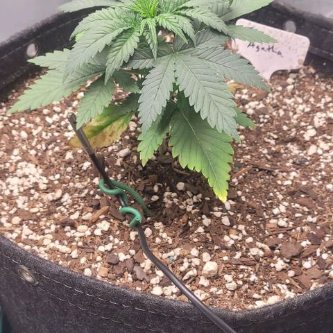 Saint Agatha  growlog timeline photo
