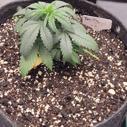 Tetilla growlog timeline photo