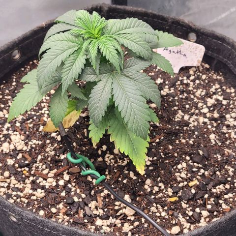 Saint Agatha  growlog timeline photo