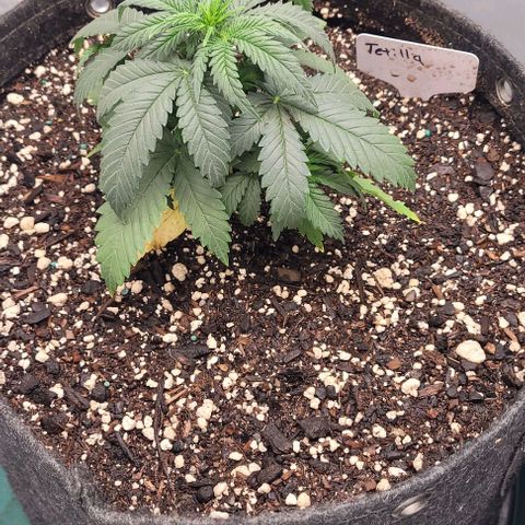 Tetilla growlog timeline photo