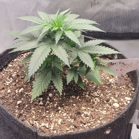Tetilla growlog timeline photo
