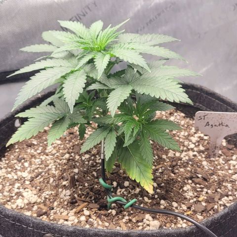 Saint Agatha  growlog timeline photo