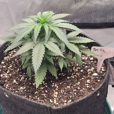 Tetilla growlog timeline photo
