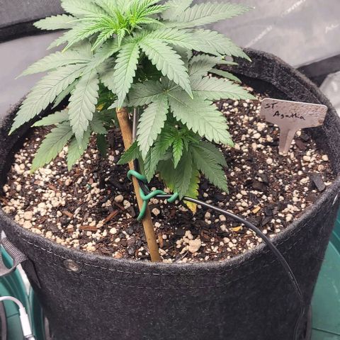 Saint Agatha  growlog timeline photo