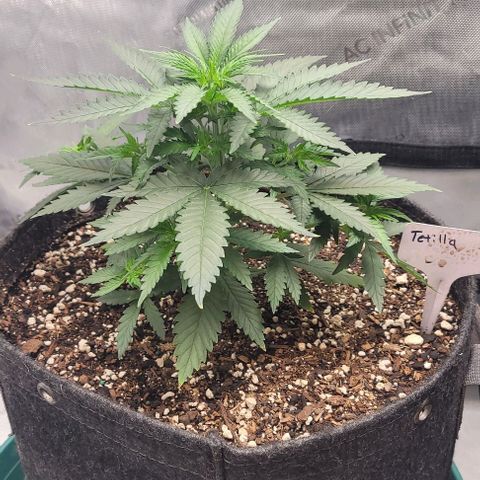 Tetilla growlog timeline photo