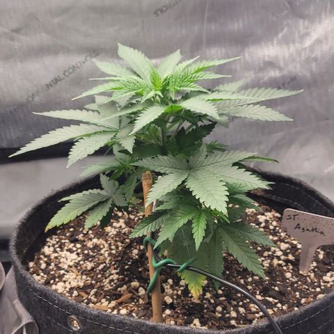Saint Agatha  growlog timeline photo