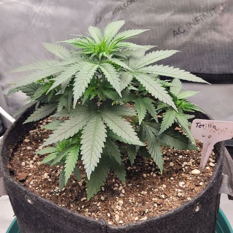 Tetilla growlog timeline photo