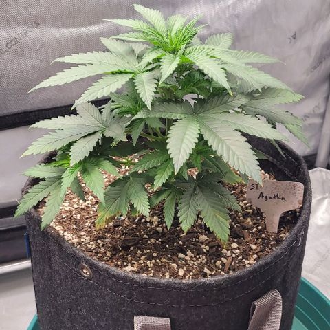 Saint Agatha  growlog timeline photo