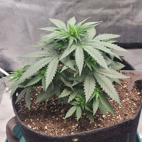 Tetilla growlog timeline photo