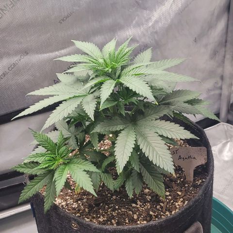 Saint Agatha  growlog timeline photo