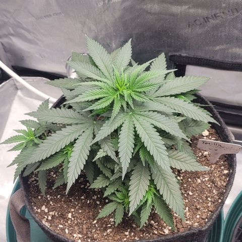 Tetilla growlog timeline photo