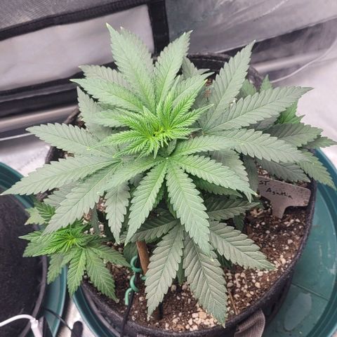 Saint Agatha  growlog timeline photo