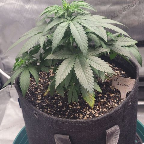 Saint Agatha  growlog timeline photo