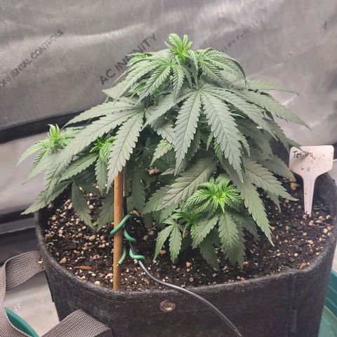 Tetilla growlog timeline photo
