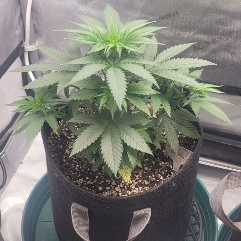 Saint Agatha  growlog timeline photo