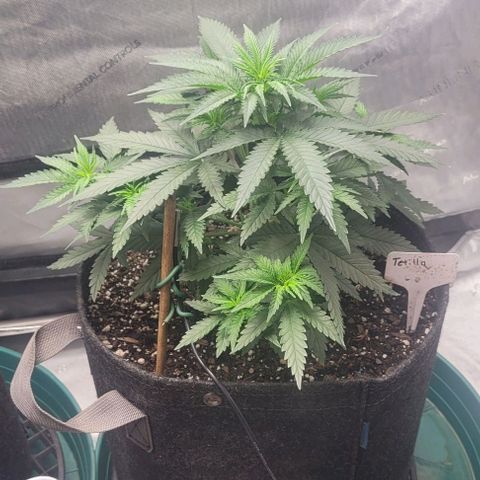 Tetilla growlog timeline photo