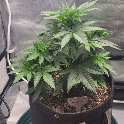 Saint Agatha  growlog timeline photo