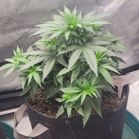 Tetilla growlog timeline photo