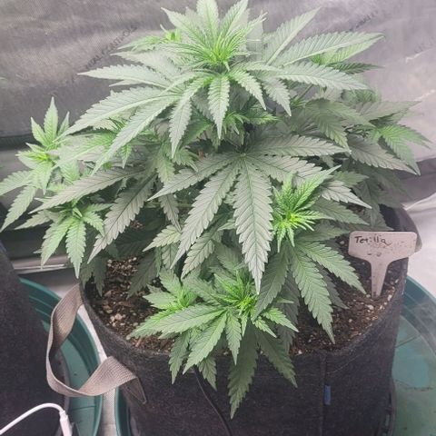 Tetilla growlog timeline photo