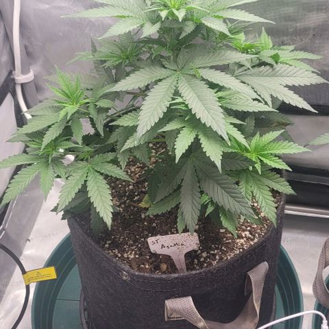Saint Agatha  growlog timeline photo