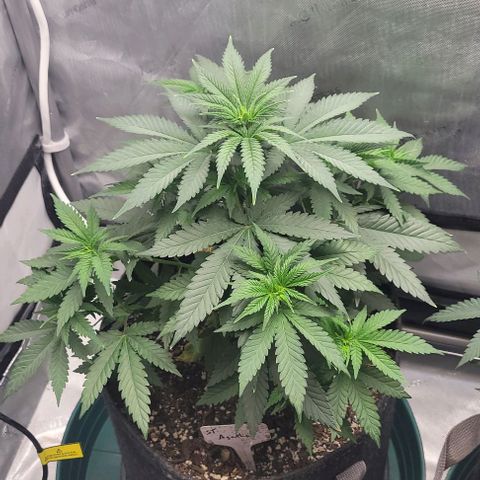 Saint Agatha  growlog timeline photo