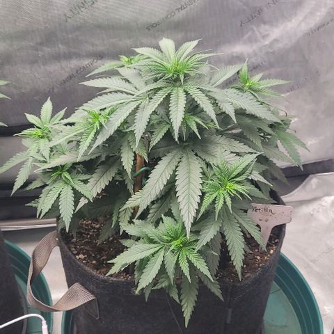 Tetilla growlog timeline photo
