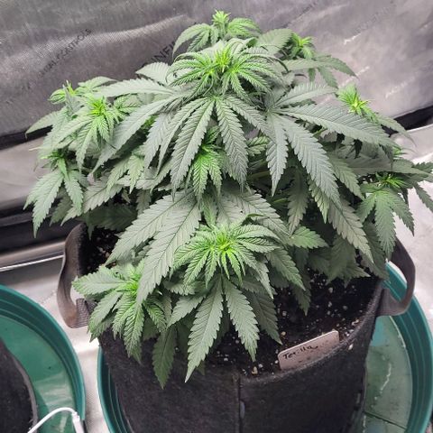 Tetilla growlog timeline photo