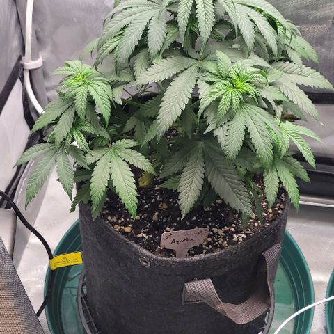 Saint Agatha  growlog timeline photo