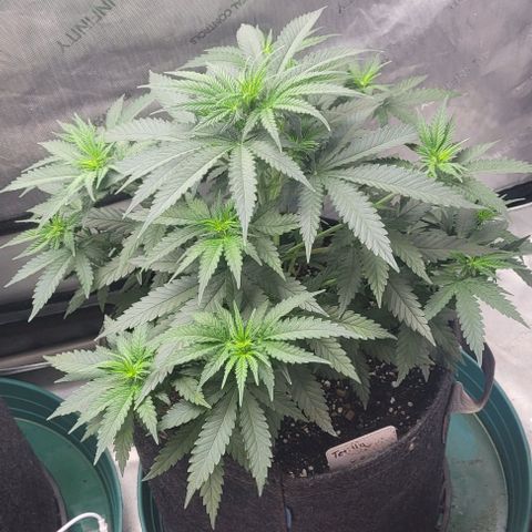 Tetilla growlog timeline photo