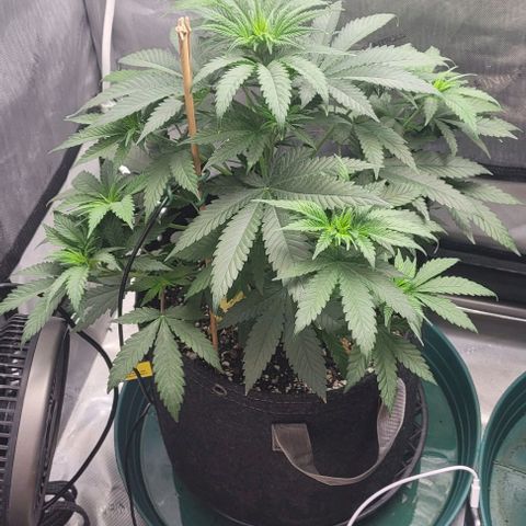 Saint Agatha  growlog timeline photo
