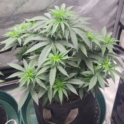 Tetilla growlog timeline photo