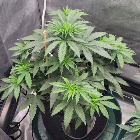 Saint Agatha  growlog timeline photo