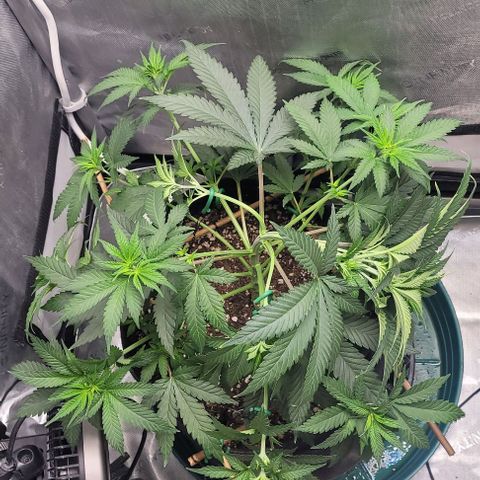 Saint Agatha  growlog timeline photo