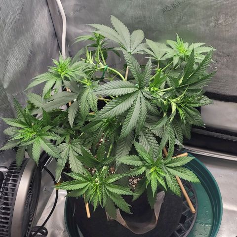 Saint Agatha  growlog timeline photo