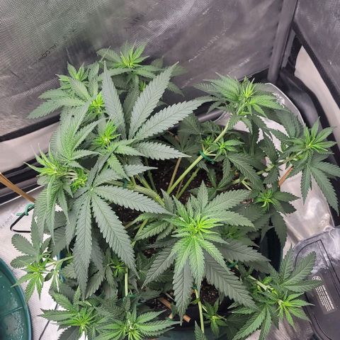 Tetilla growlog timeline photo