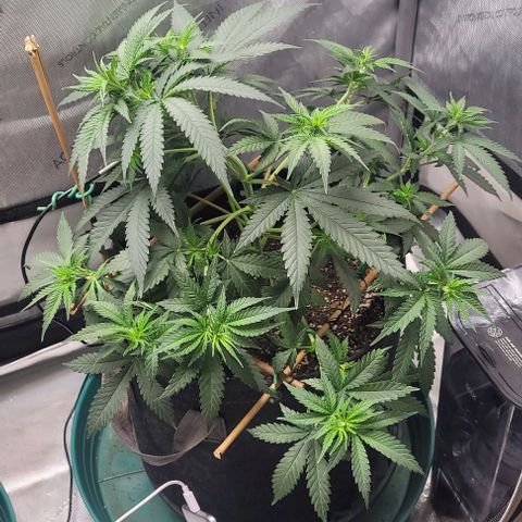 Tetilla growlog timeline photo