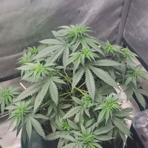 Tetilla growlog timeline photo