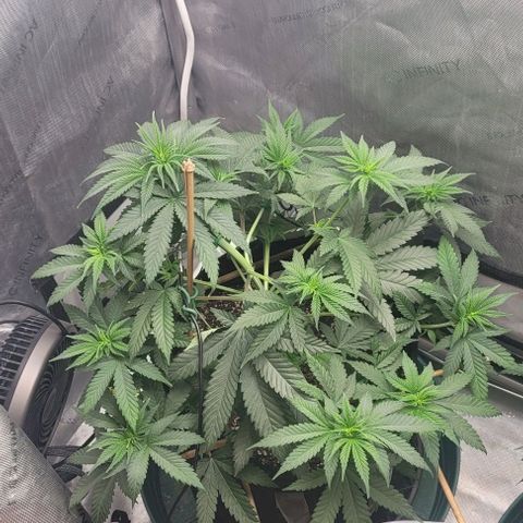 Saint Agatha  growlog timeline photo