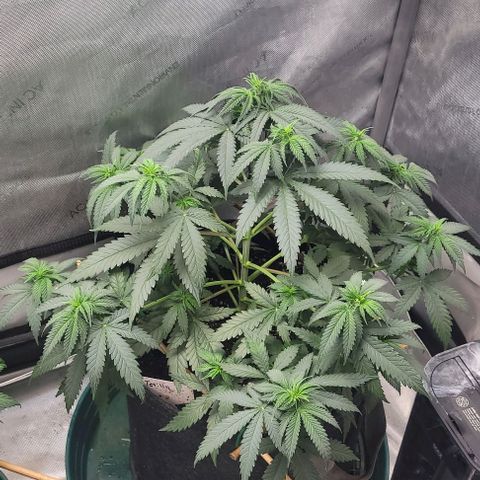 Tetilla growlog timeline photo