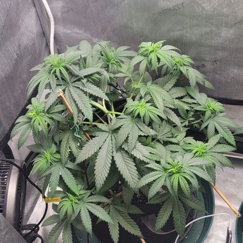 Saint Agatha  growlog timeline photo