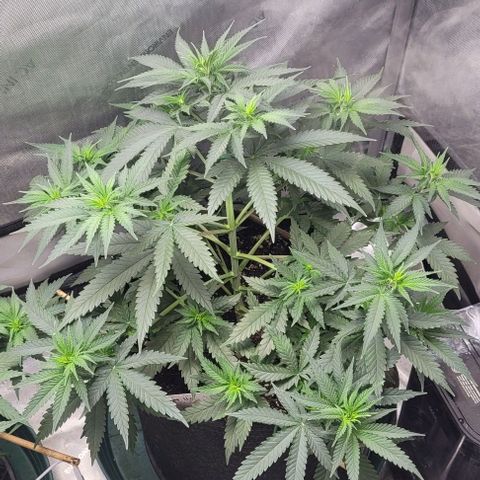 Tetilla growlog timeline photo