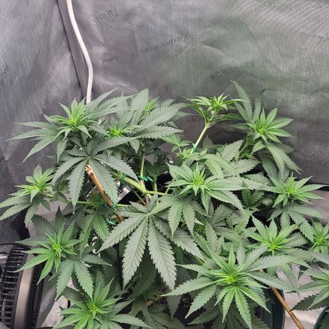 Saint Agatha  growlog timeline photo
