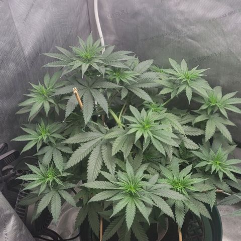 Saint Agatha  growlog timeline photo