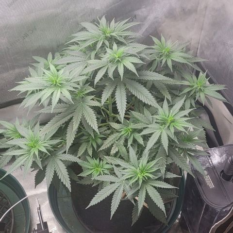 Tetilla growlog timeline photo