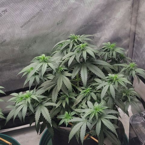 Tetilla growlog timeline photo
